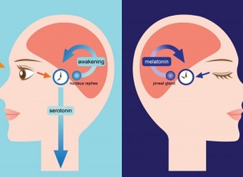 Synchronizing Your Biological Clock With a Schedule